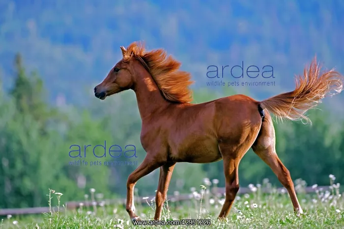: Horse - Arabian Yearling running on flower meadow : Horse - Arabian Yearling running on flower meadow