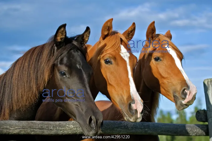 : Horse - Arabian Yearlings black and chestnut standing : Horse - Arabian Yearlings black and chestnut standing