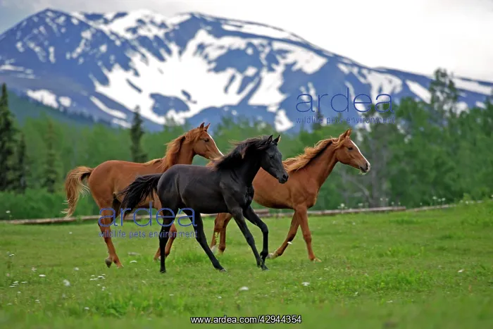 : Horse - Arabian Yearlings, chestnut and black together : Horse - Arabian Yearlings, chestnut and black together
