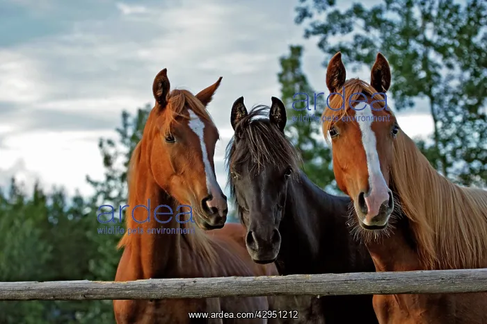 : Horse - Three Arabian Yearlings standing together : Horse - Three Arabian Yearlings standing together