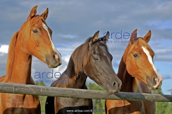 : Horse Arabian young horses standing together by wooden fence : Horse Arabian young horses standing together by wooden fence