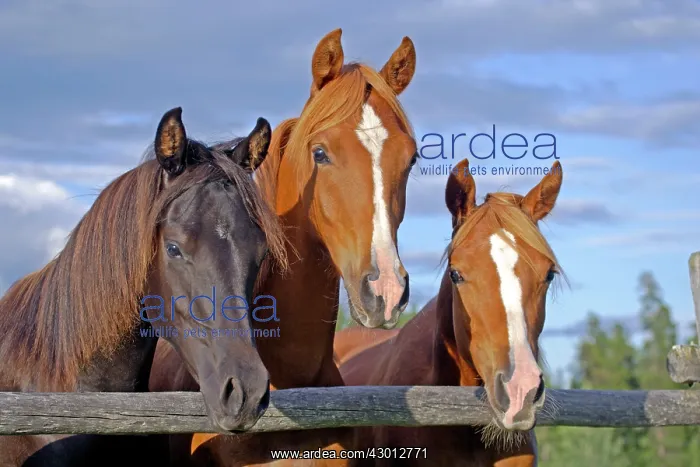 : Horse Arabian young horses standing together by wooden fence : Horse Arabian young horses standing together by wooden fence