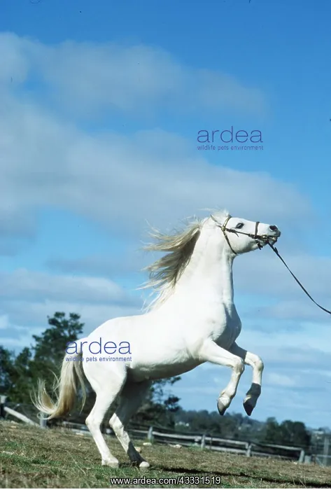  : Horse - Australian Pony, rearing