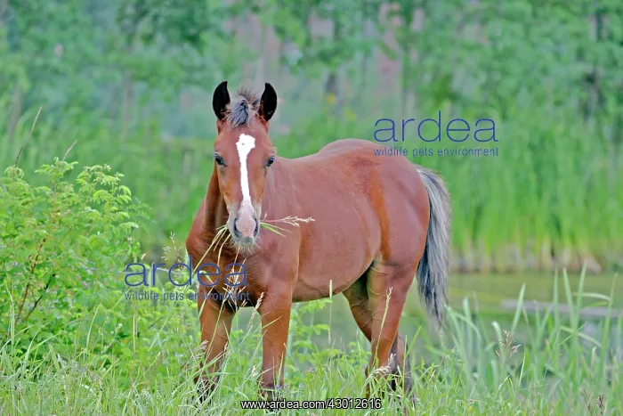  : Horse Bay Arabian filly grassing by pond