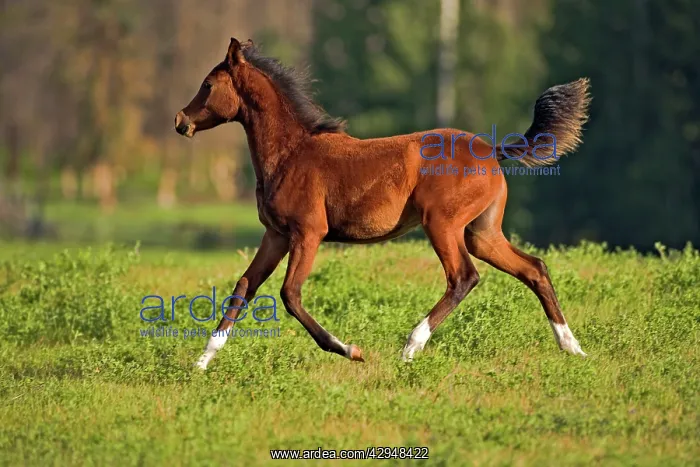 : Horse - Bay Arabian Foal three month old, running : Horse - Bay Arabian Foal three month old, running