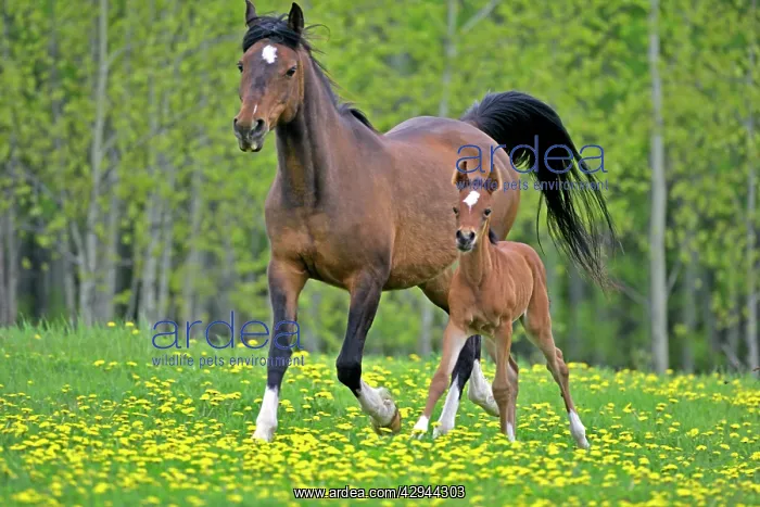  : Horse - Bay Arabian Mare with Foal running together
