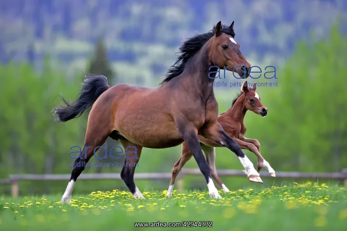 : Horse - Bay Arabian Mare and Foal running at pasture : Horse - Bay Arabian Mare and Foal running at pasture
