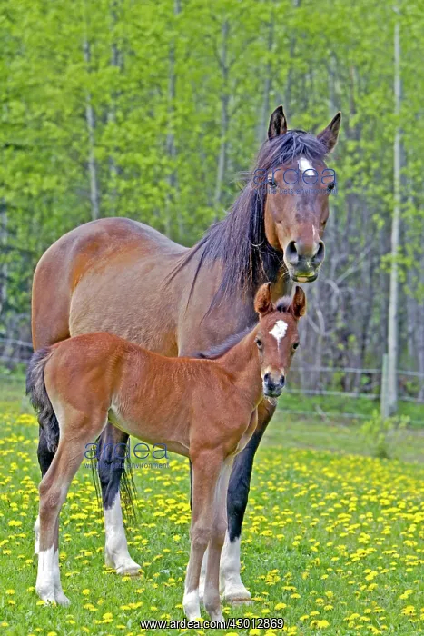 : Horse Bay Arabian mare with foal in spring pasture : Horse Bay Arabian mare with foal in spring pasture