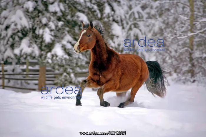 : Horse Bay Arabian mare galloping through deep snow : Horse Bay Arabian mare galloping through deep snow