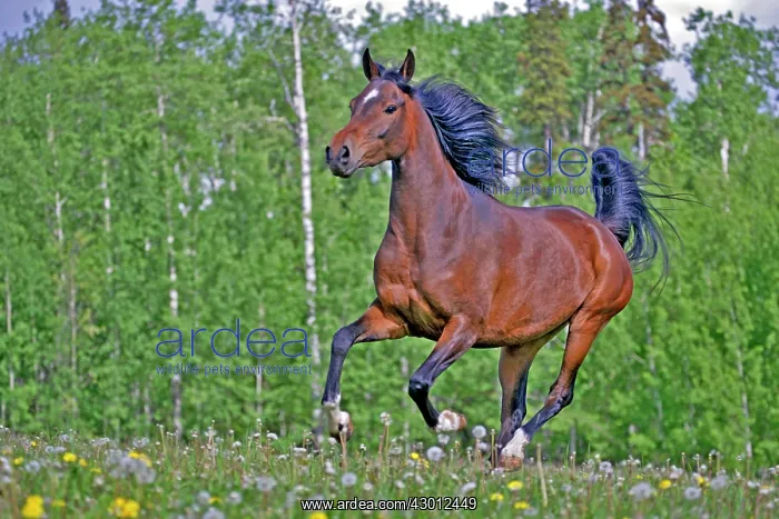  : Horse Bay Arabian mare running in meadow
