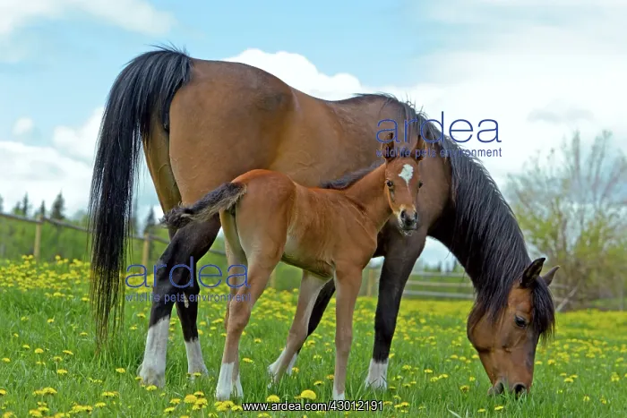 : Horse Bay Arabian mare with few week old foal grazing : Horse Bay Arabian mare with few week old foal grazing