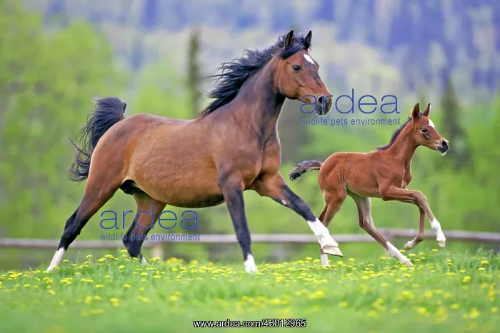 : Horse Bay Arabian mare with few week old foal running : Horse Bay Arabian mare with few week old foal running