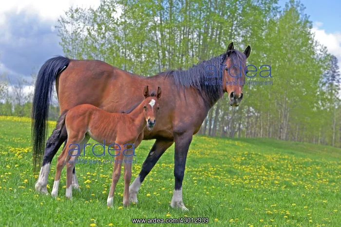 : Horse Bay Arabian mare with few week old foal standing : Horse Bay Arabian mare with few week old foal standing