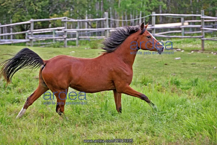 : Horse - Bay Arabian Yearling running at pasture : Horse - Bay Arabian Yearling running at pasture