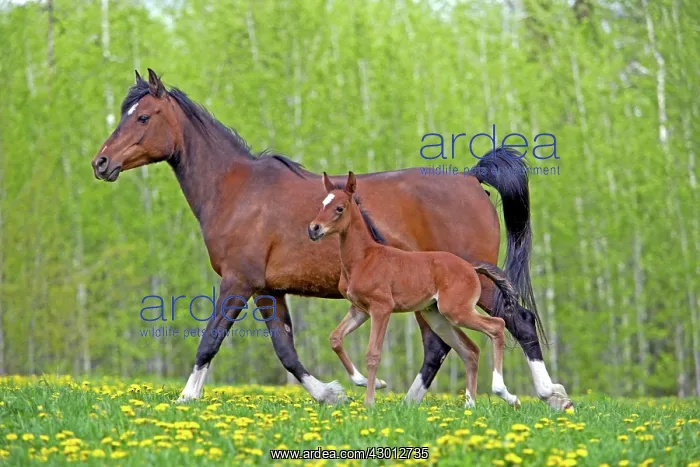 : Horse Bay Arbaina mare with few week old foal trotting : Horse Bay Arbaina mare with few week old foal trotting