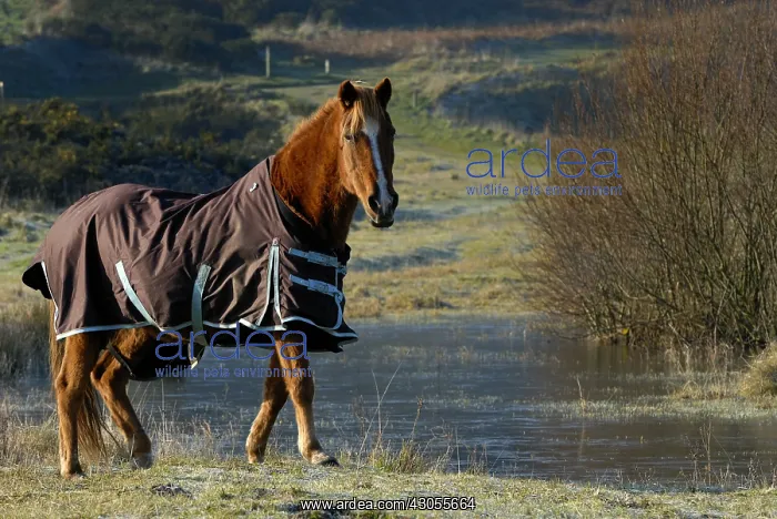 : A Horse in the Bay of Curnic Guisseny in Finistere : A Horse in the Bay of Curnic Guisseny in Finistere
