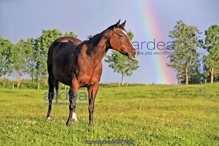 : Horse Bay Quarterhorse standing in summer meadow : Horse Bay Quarterhorse standing in summer meadow