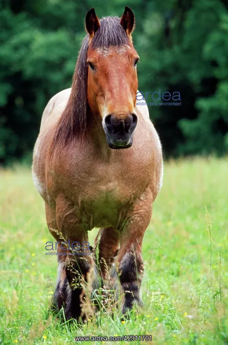 : HORSE - Belgian cart horse : HORSE - Belgian cart horse