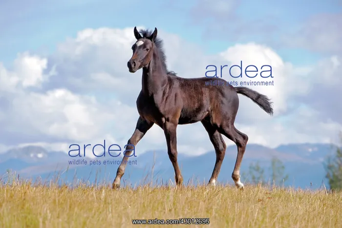  : Horse Black Part Arabian Colt running in meadow