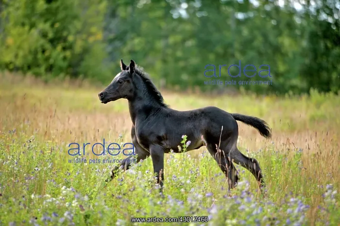  : Horse Black Arabian Colt running in meadow of flowers