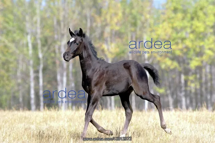 : Horse Black Part Arabian Colt trotting in front : Horse Black Part Arabian Colt trotting in front