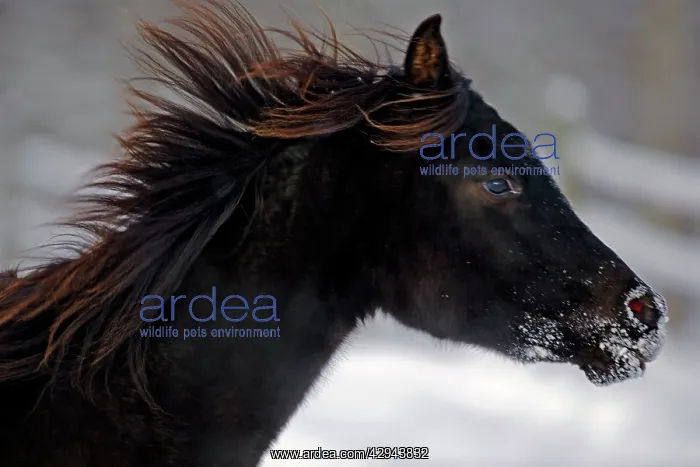 : Horse - Black Arabian Filly galloping, portrait closeup : Horse - Black Arabian Filly galloping, portrait closeup