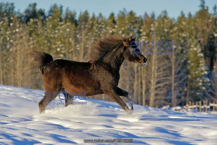  : Horse - Black Arabian Filly trotting in snow