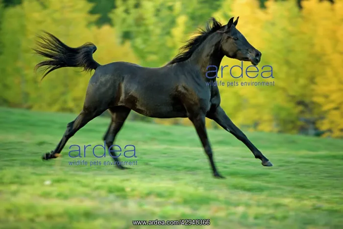  : Horse - Black Arabian Mare cantering in meadow