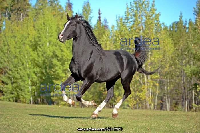: Horse Black Arabian stallion galloping in meadow : Horse Black Arabian stallion galloping in meadow