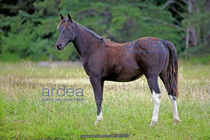 : Horse - Black Arabian Yearling standing in meadow : Horse - Black Arabian Yearling standing in meadow