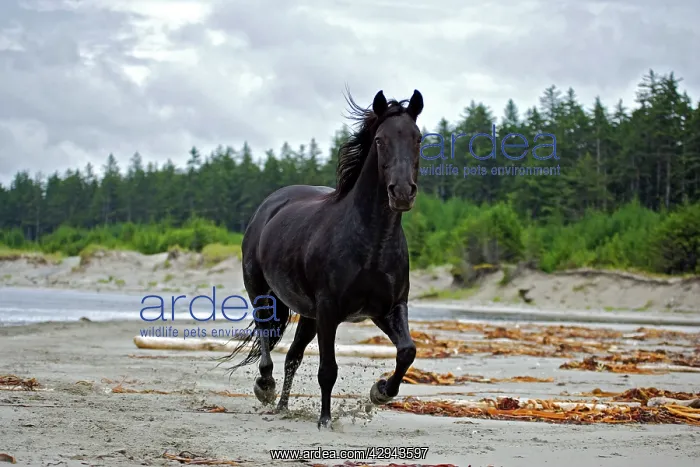 : Horse - Black Morgan running on beach : Horse - Black Morgan running on beach