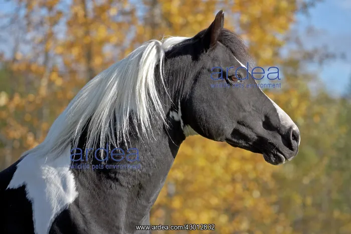  : Horse Black and white Paint Stallion in autumn