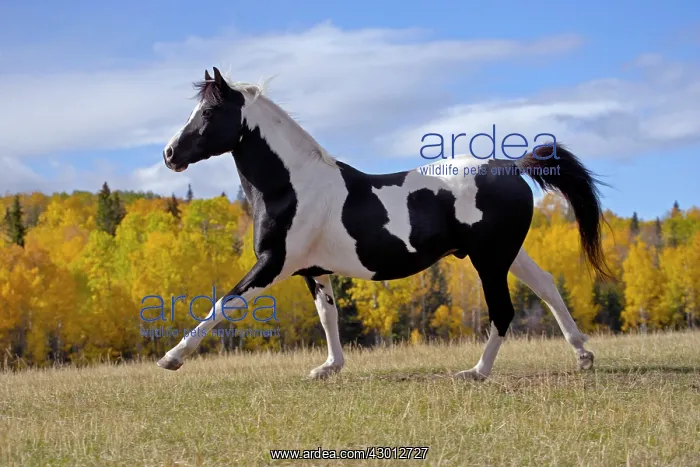 : Horse Black and White Pinto stallion galloping in : Horse Black and White Pinto stallion galloping in