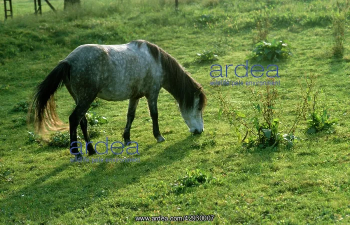  : Horse - Bosnian Pony grazing