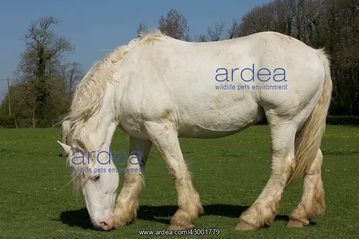  : Horse Boulonnais