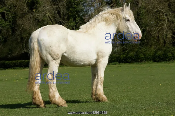  : Horse - Boulonnais  /  White Marble Horse