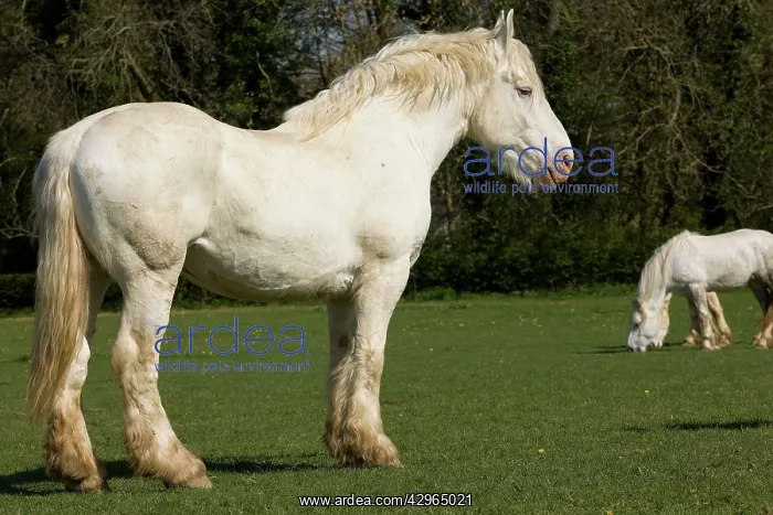  : Horse - Boulonnais  /  White Marble Horse