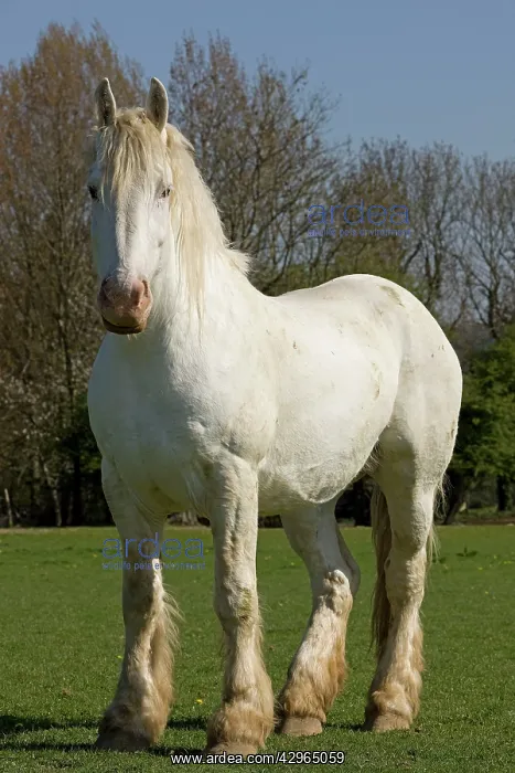  : Horse - Boulonnais  /  White Marble Horse
