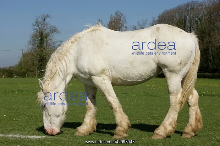 : Horse - Boulonnais / White Marble Horse - grazing : Horse - Boulonnais / White Marble Horse - grazing