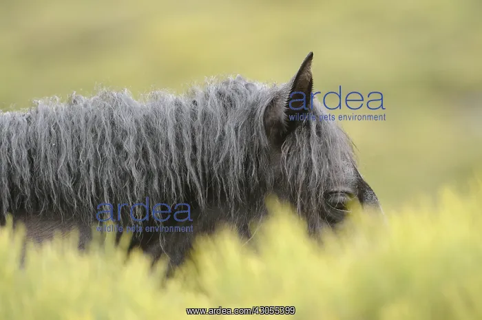 : Horse in the bushes Massif Carlit Pyrenees France : Horse in the bushes Massif Carlit Pyrenees France
