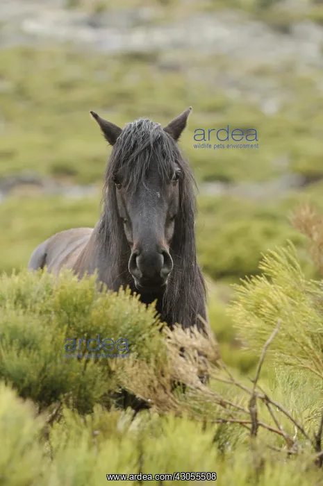 : Horse in the bushes Massif Carlit Pyrenees France : Horse in the bushes Massif Carlit Pyrenees France