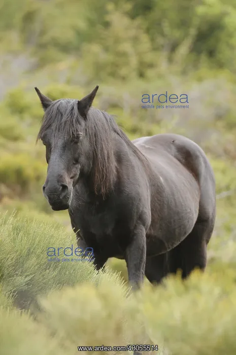 : Horse in the bushes Massif Carlit Pyrenees France : Horse in the bushes Massif Carlit Pyrenees France