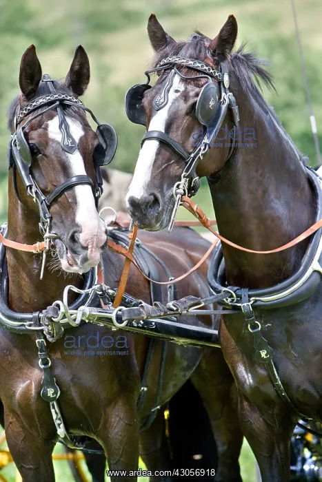 : Horse carriage Alsace France : Horse carriage Alsace France