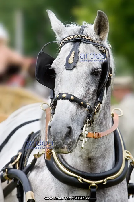 : Horse carriage Alsace France : Horse carriage Alsace France