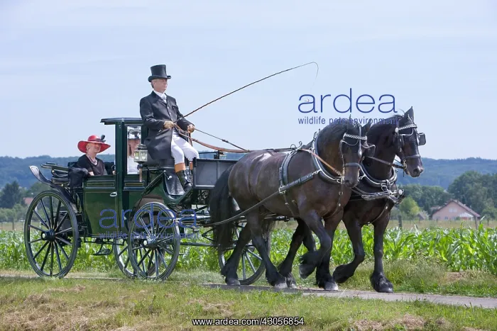 : Horse carriage and old costumes France : Horse carriage and old costumes France