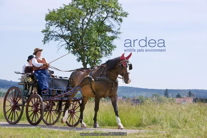 : Horse carriage and old costumes France : Horse carriage and old costumes France