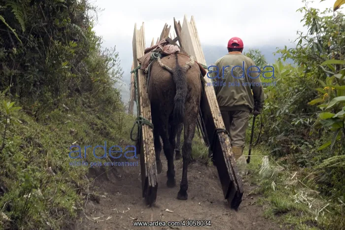 : Horse carrying planks in high elevation Ecuador : Horse carrying planks in high elevation Ecuador