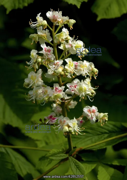 : Horse chesnut in flower : Horse chesnut in flower