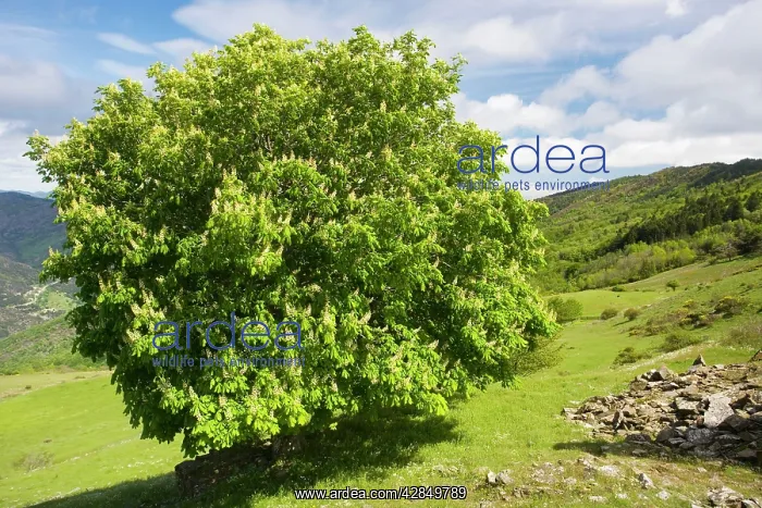 : Horse Chesnut tree - in flower : Horse Chesnut tree - in flower