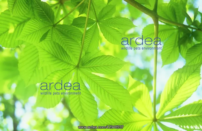 : Horse Chestnut : Horse Chestnut